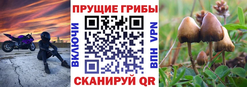 наркота  Трёхгорный  Галлюциногенные грибы мицелий 